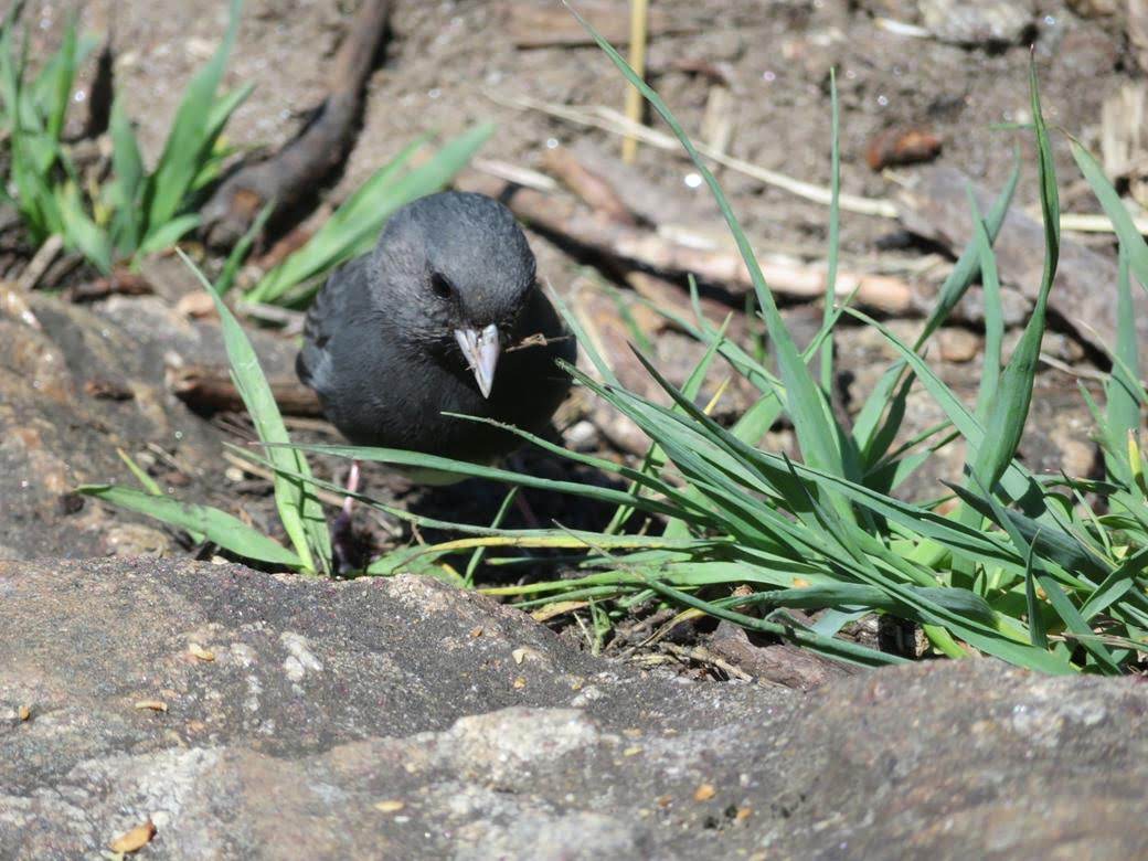 We had several Junco's visit us at lunchtime. We offered them some crumbs and this one accepted the offer.