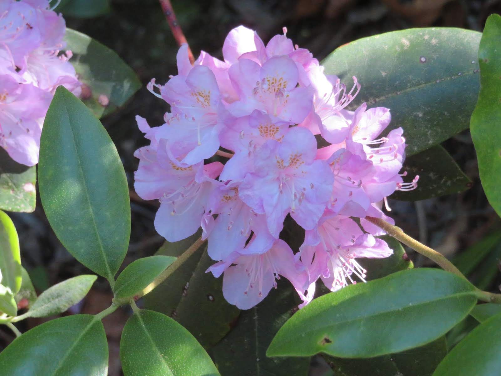 Right away we see lots of Piedmont Rhododendrons.