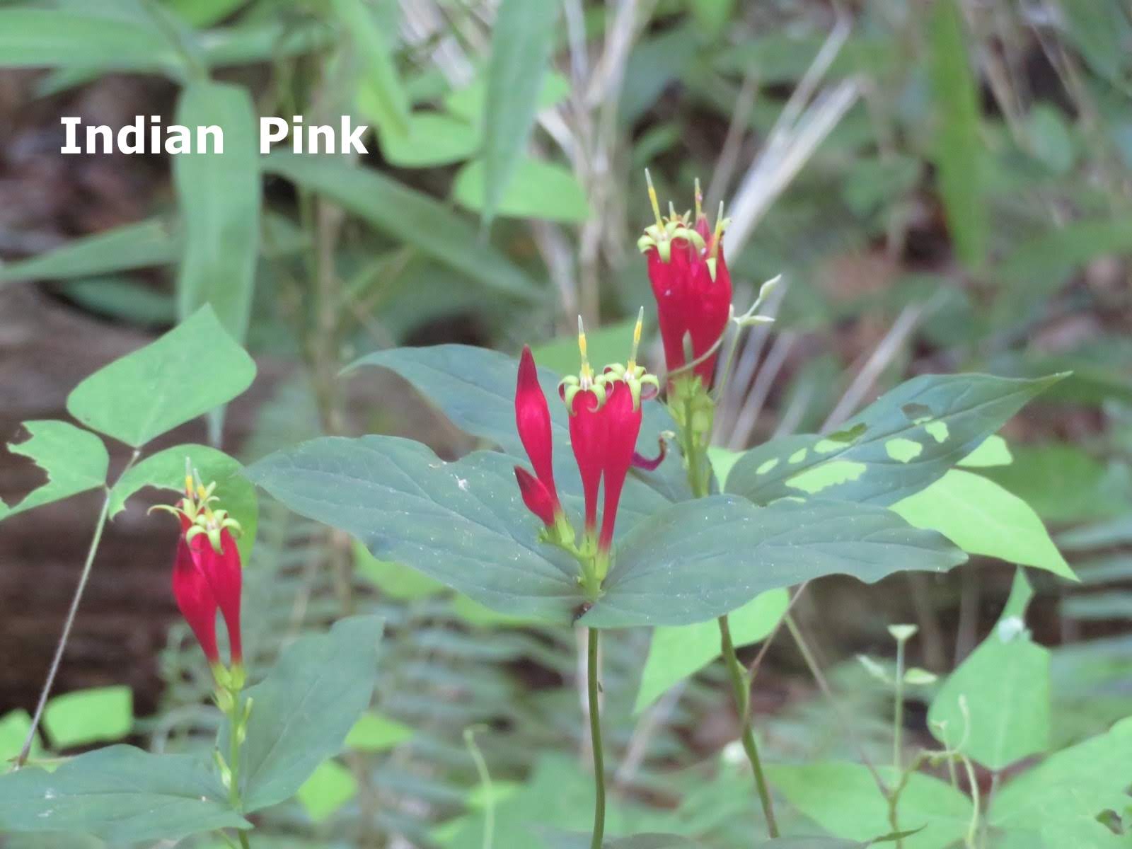 Wildflower - Indian Pink