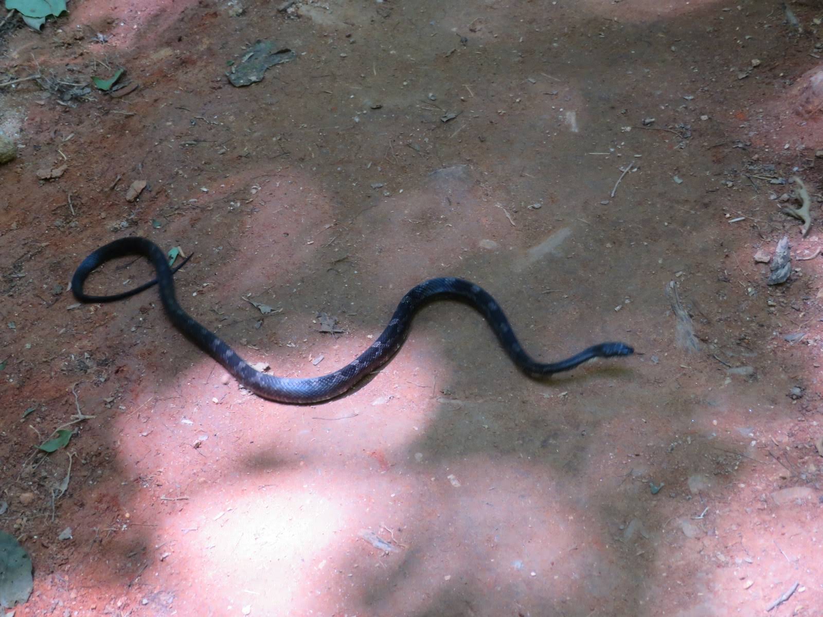 Here we share the trail with a Black Rat Snake. He is your friend!