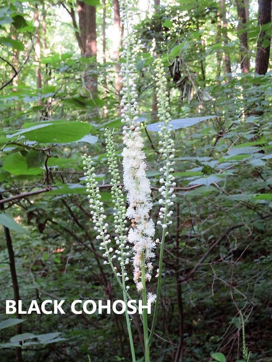 Tall white plumes of Black Cohosh!