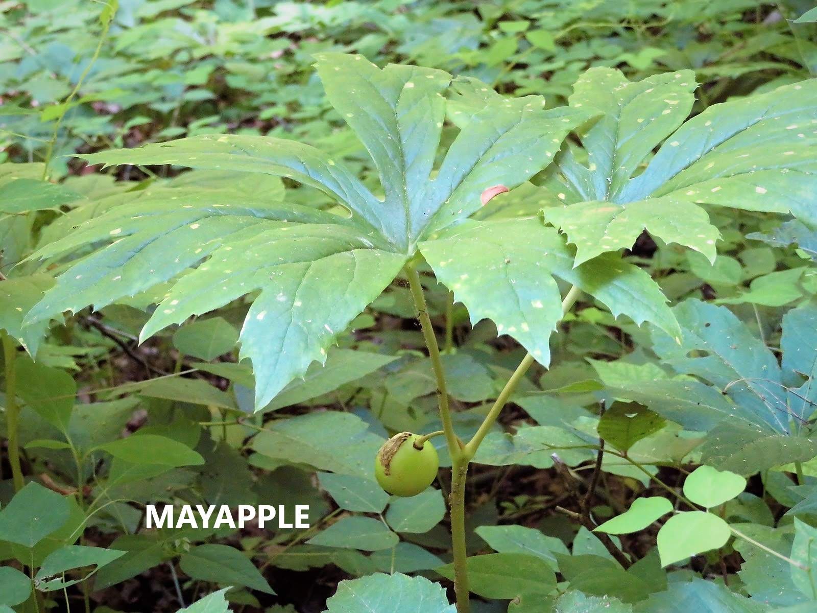 A nice Mayapple!