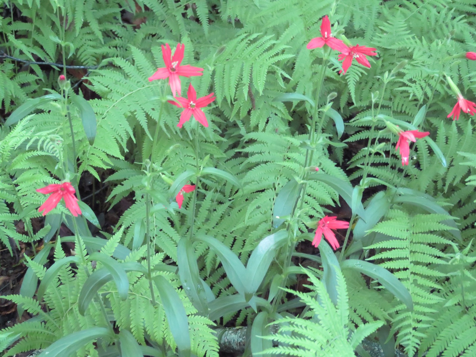 Firepinks blooming mixed with fern.