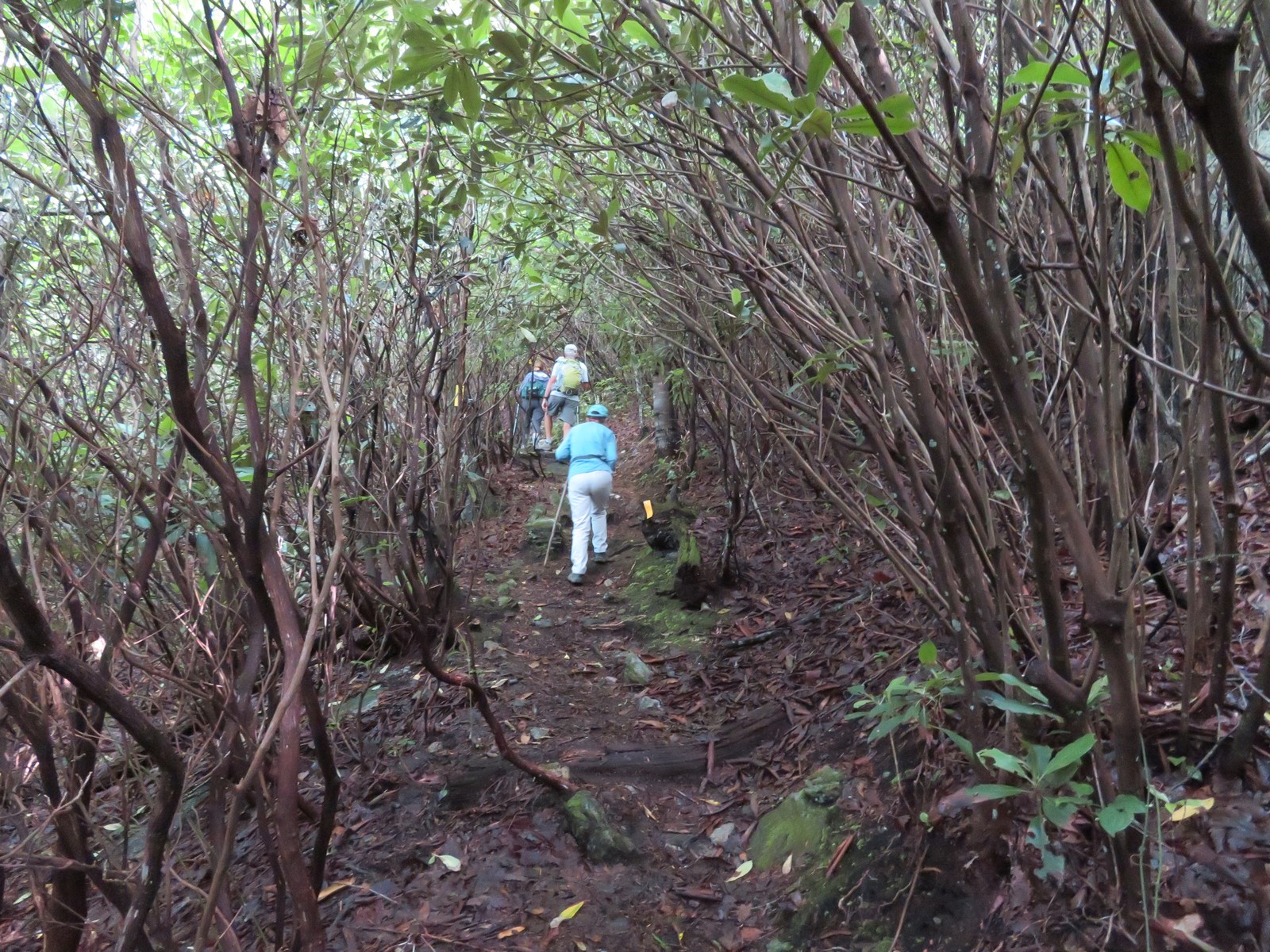 Headed up through a Mountain Laurel tunnel.