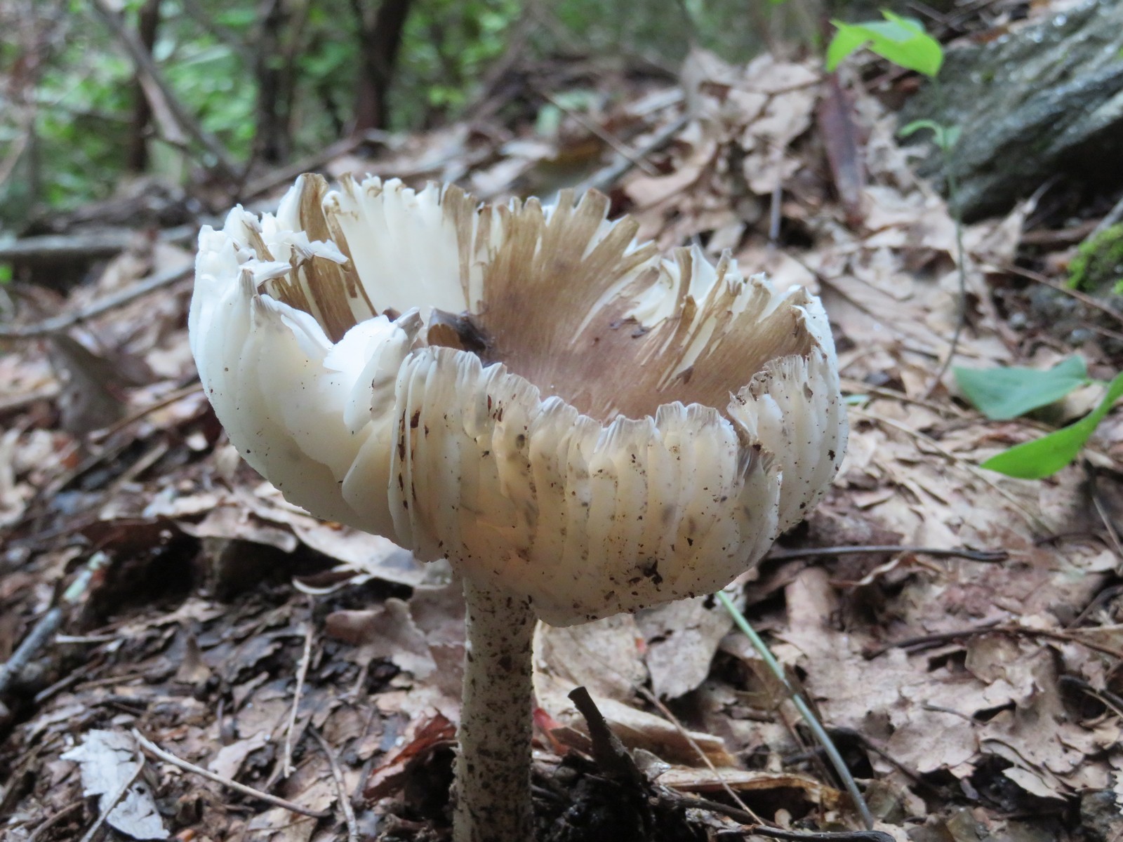 The wet conditions are ideal for producing attractive fungus.