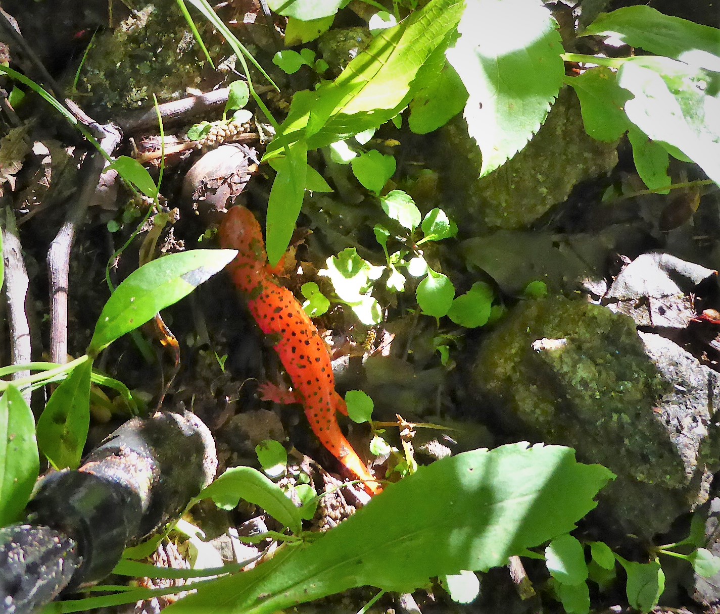 A curious Spotted Newt.