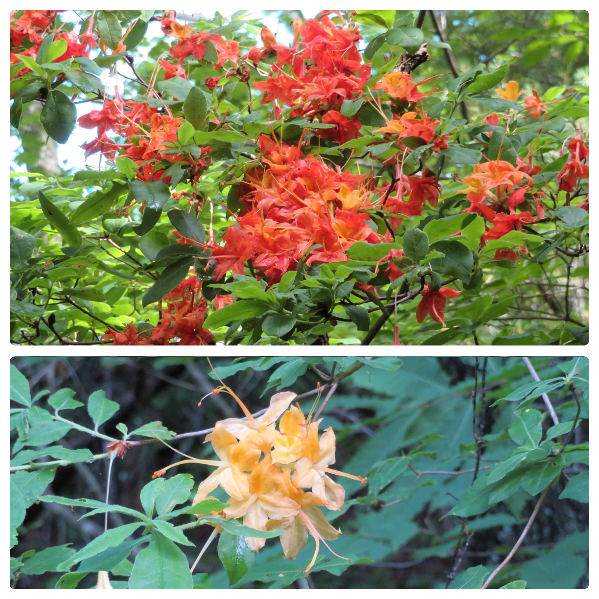 Beautiful Flame Azalea along the way.