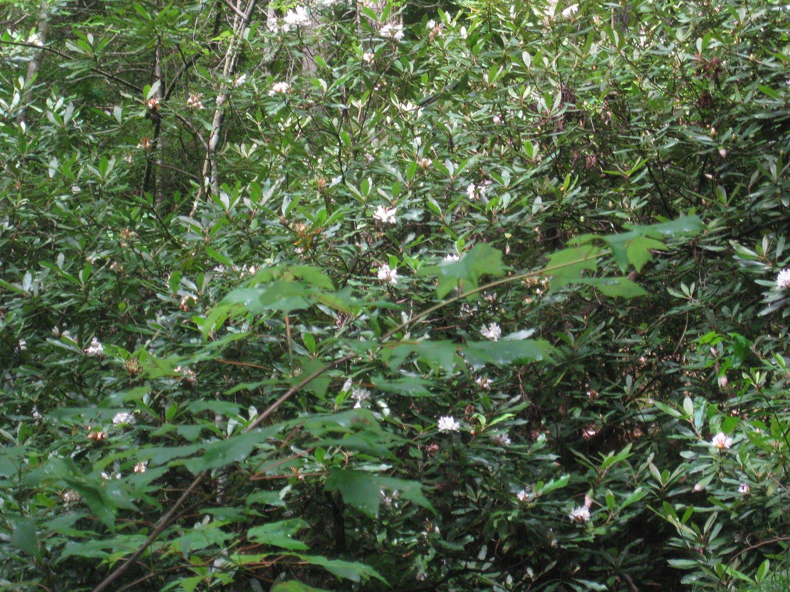 Continuing, we hike through many Rosebay Rhododenrons.