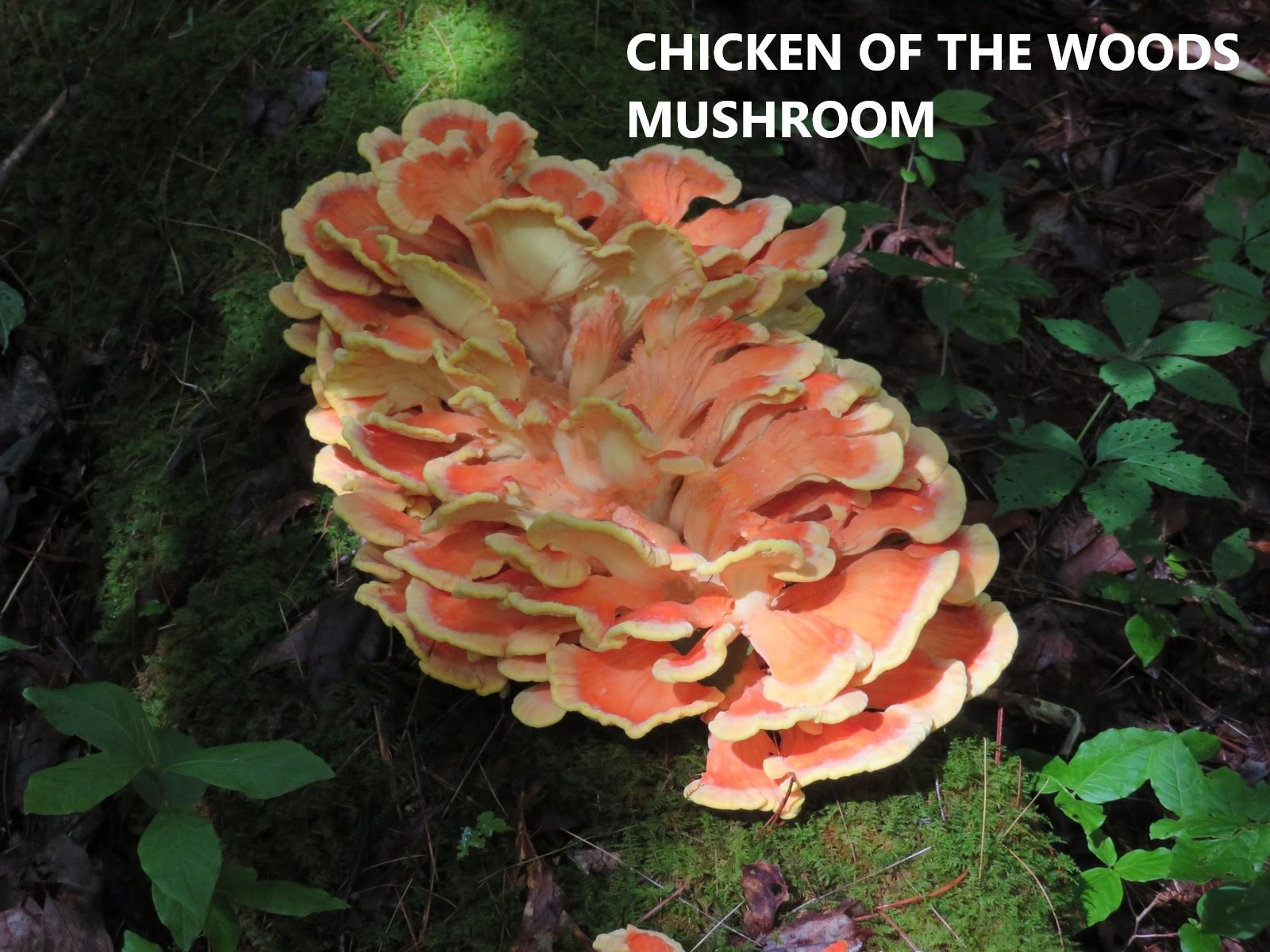 A popular edible mushroom!