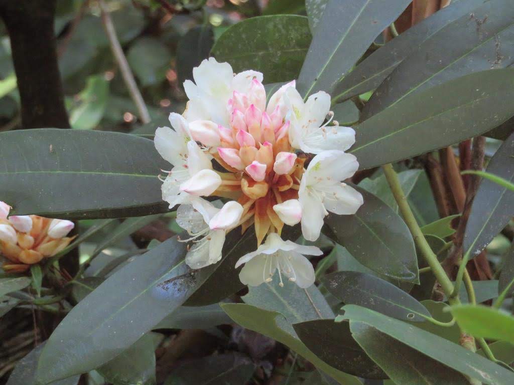 Rosebay Rhododendron.