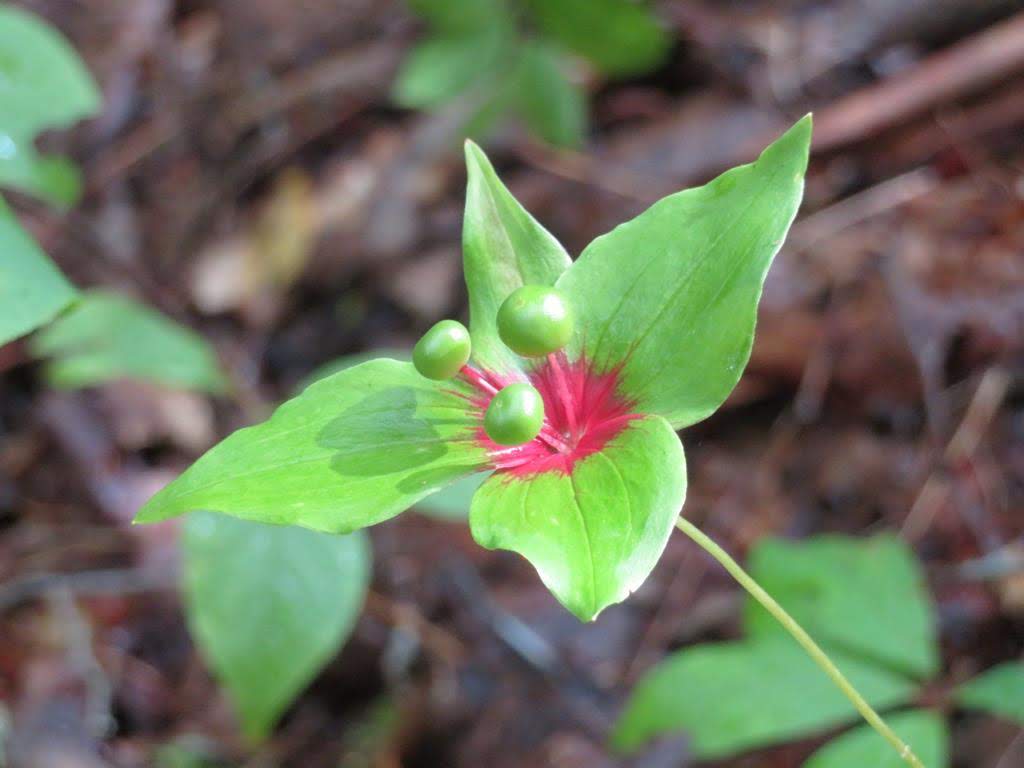 Late summer color of Indian Cucumber Root.