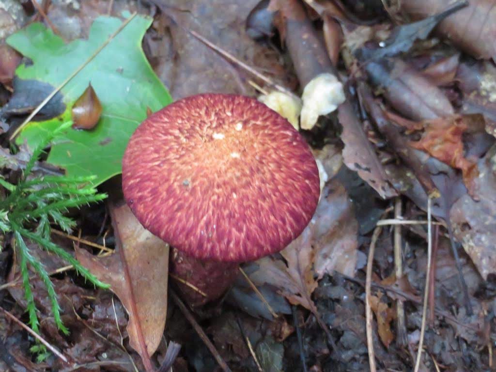 Mushroom of the Week!