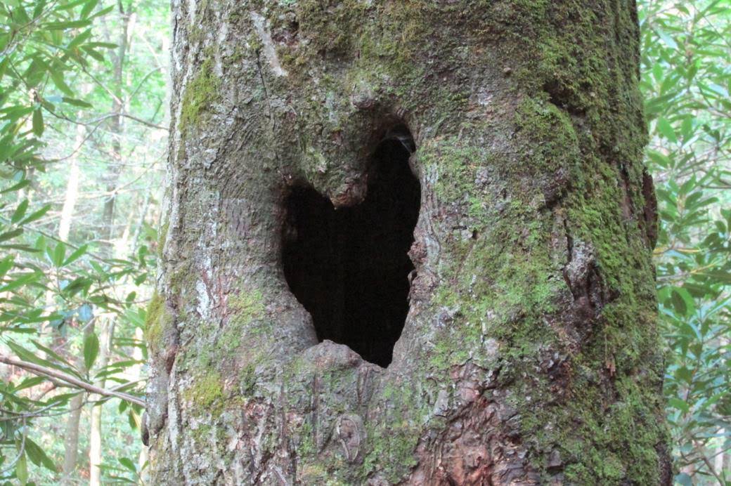 The Valentine Tree is still there.