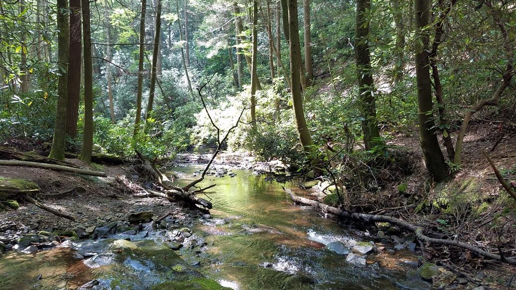 The trail stays close to Dodd Creek most of the way.