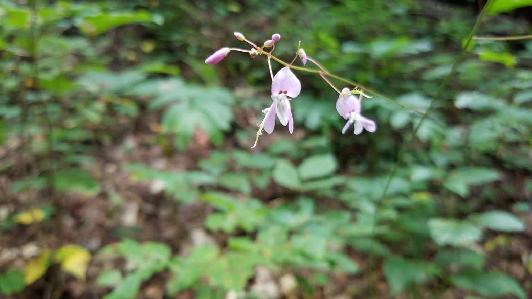 This plant is somewhat of a nuisance but it has a pretty blossom..