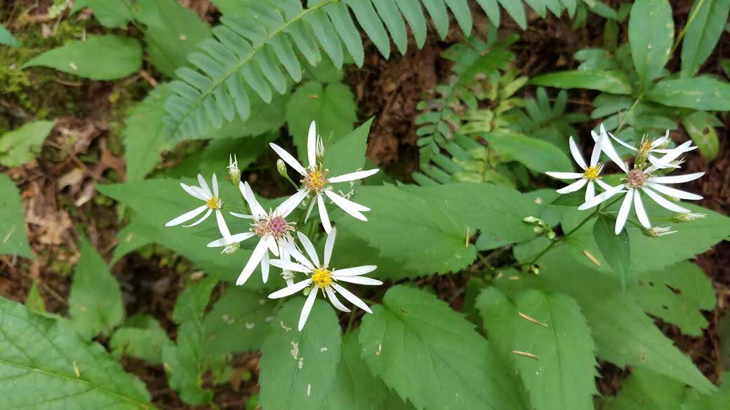 White Wood Aster