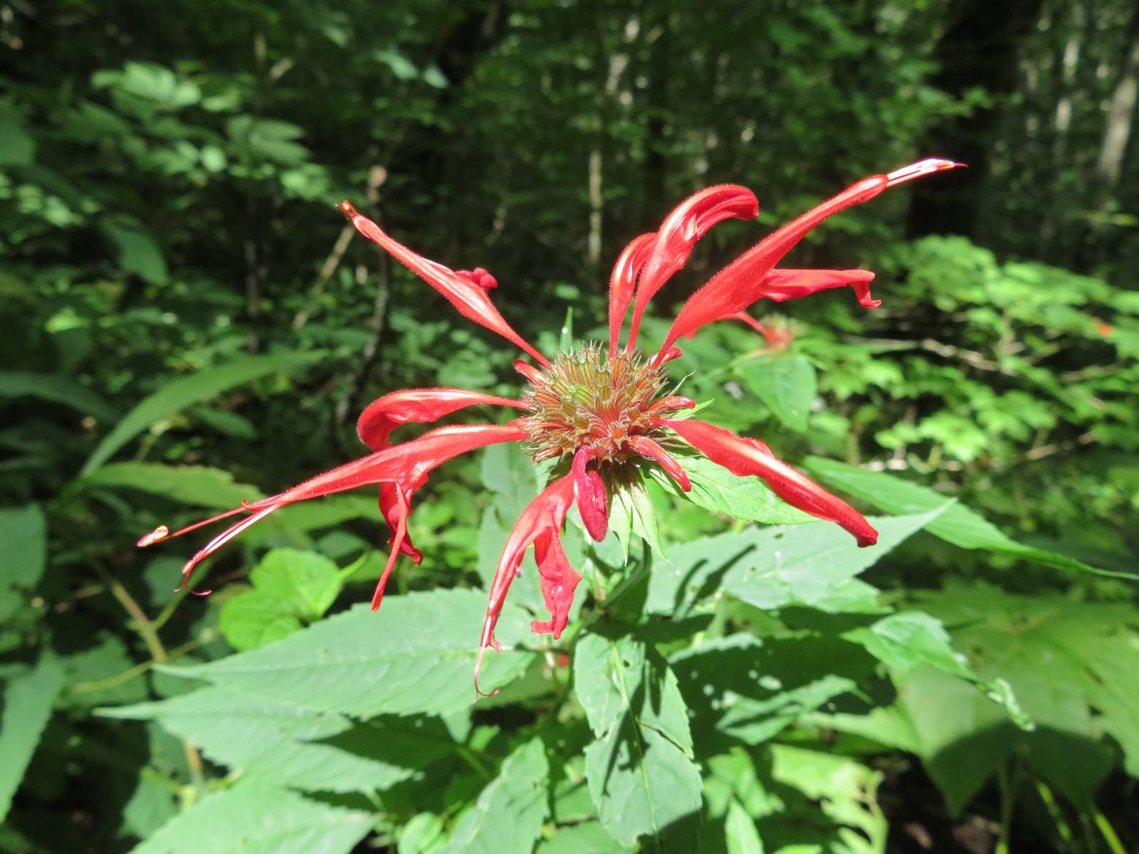 Red Bee Balm