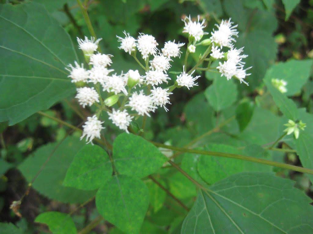 White Snakeroot