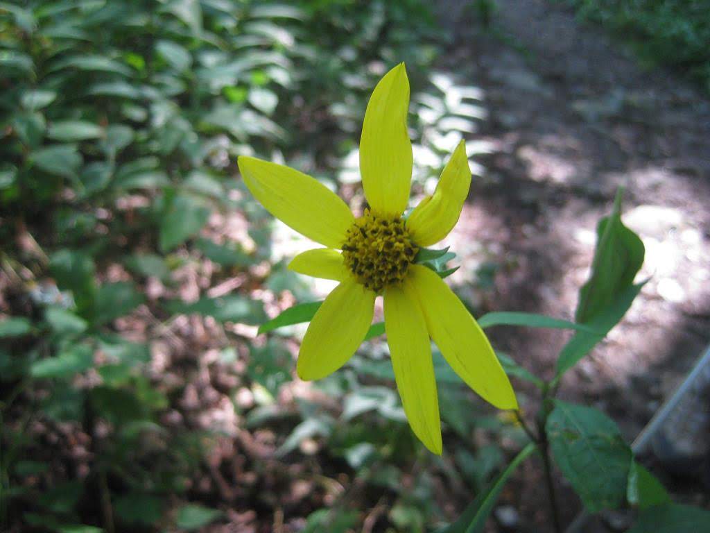 Woodland Sunflower