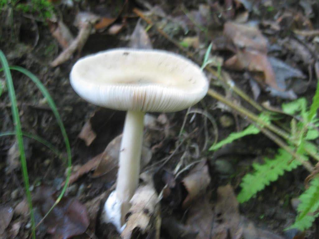 Mushroom of the week!