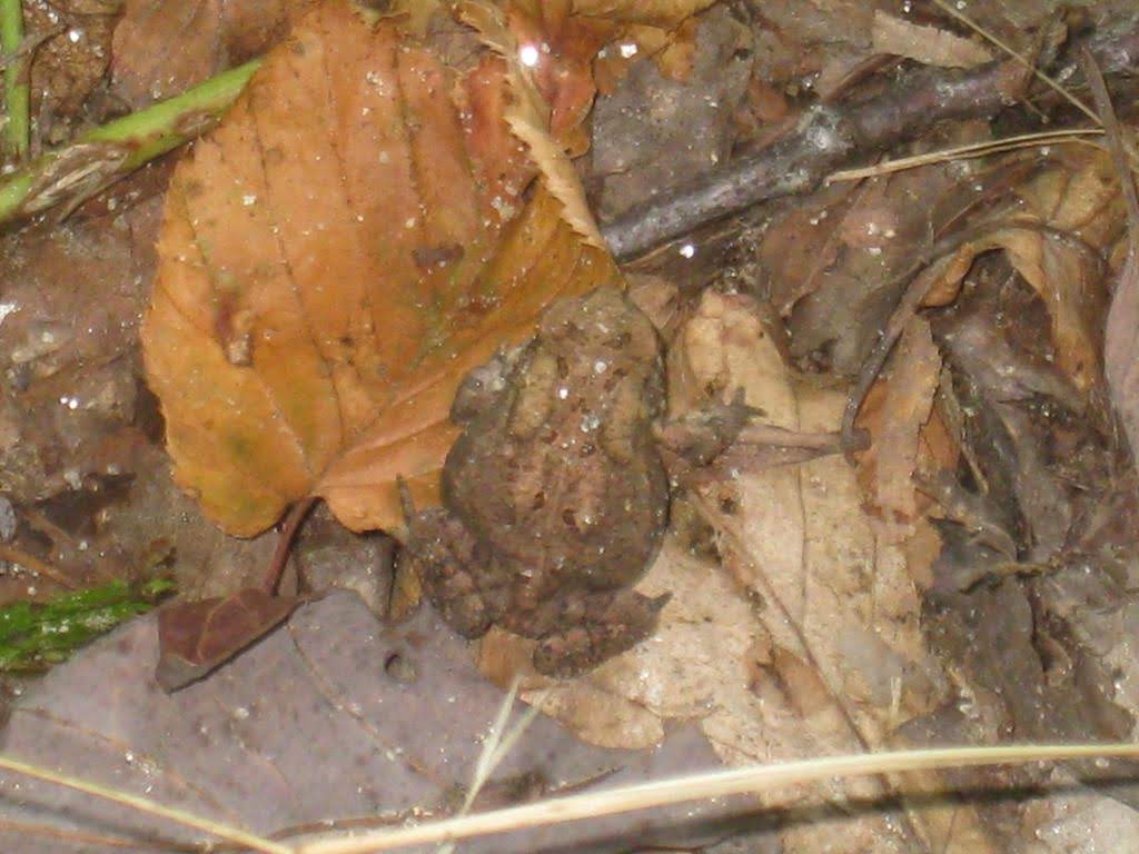 Sharing the trail with a toad