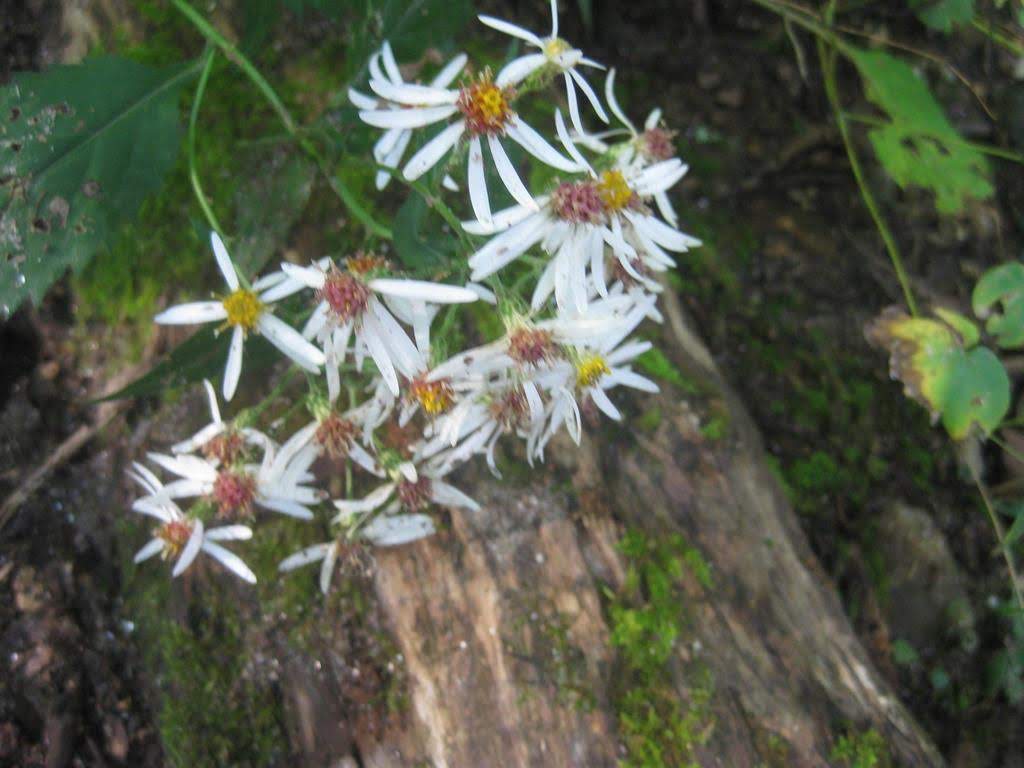White Wood Aster