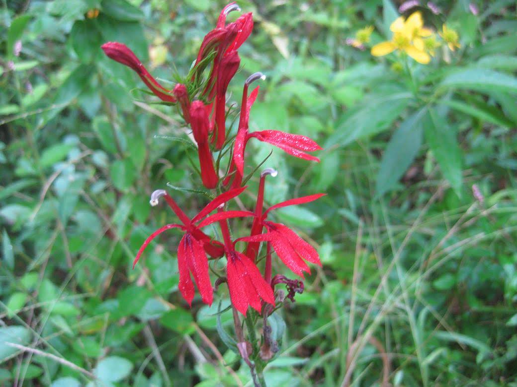 Cardinal Flower