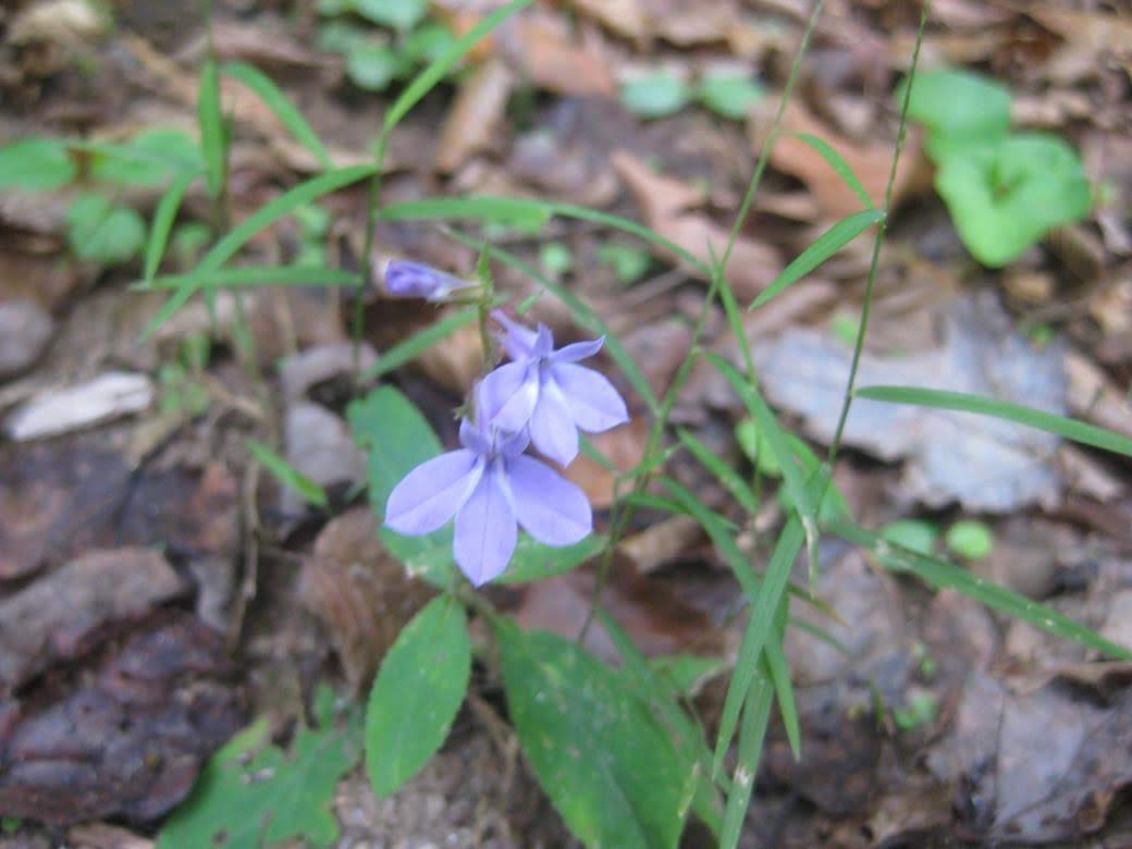 Blue Lobelia