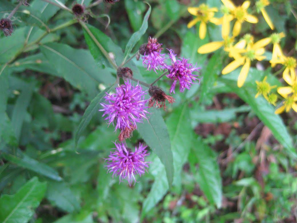Ironweed