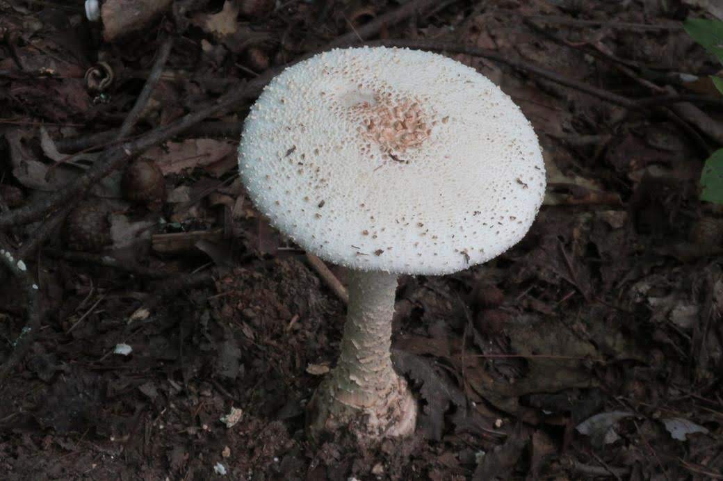 Mushroom of the week!