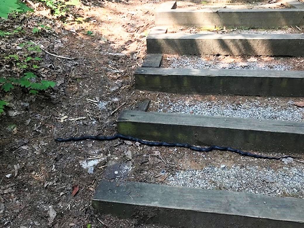 Nice Black Snake!