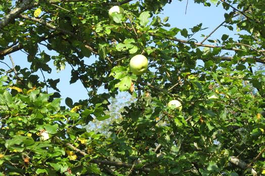 The old apple tree still produces!
