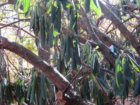 The Rhododendrons are needing rain!