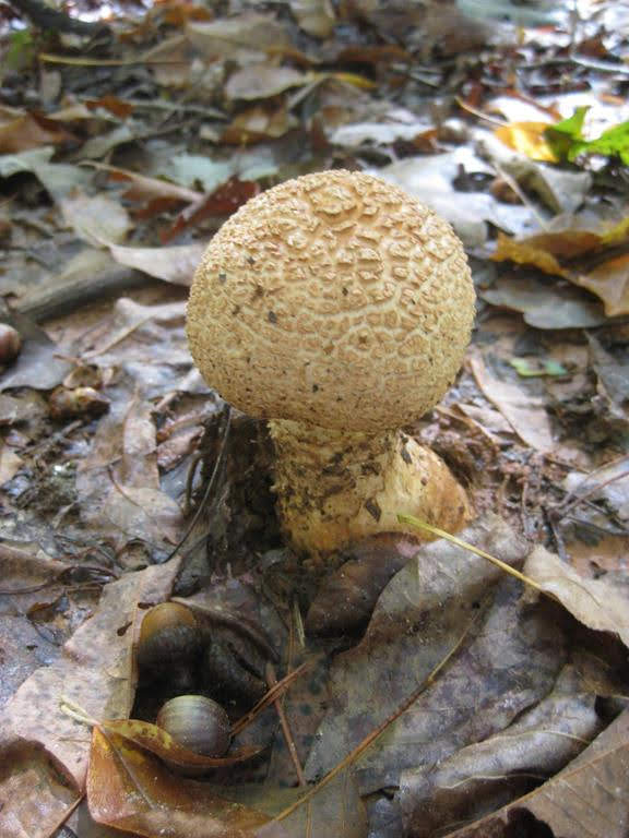 Mushroom of the week!