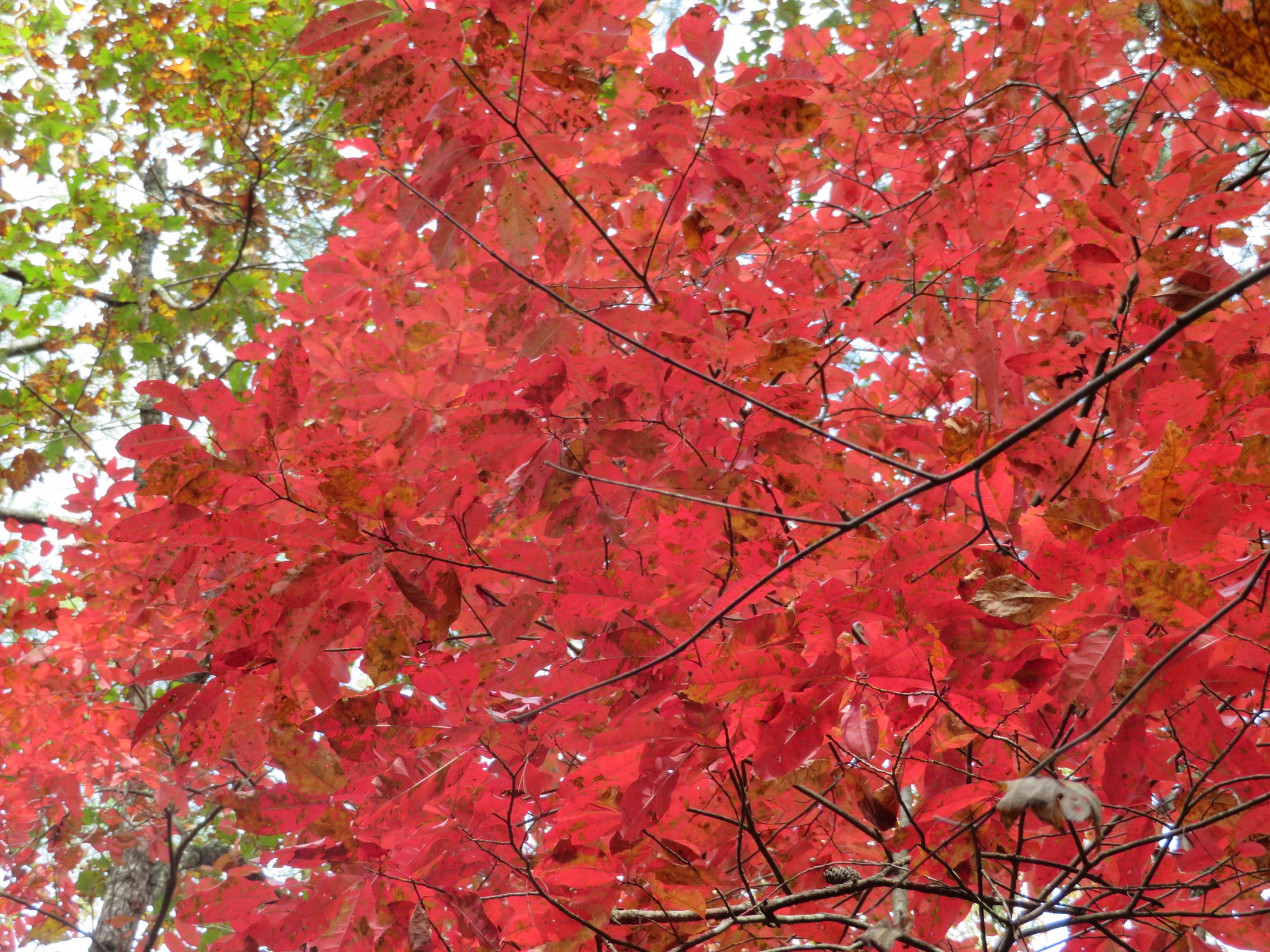 A beautiful Black Tupelo Tree showing its red color!