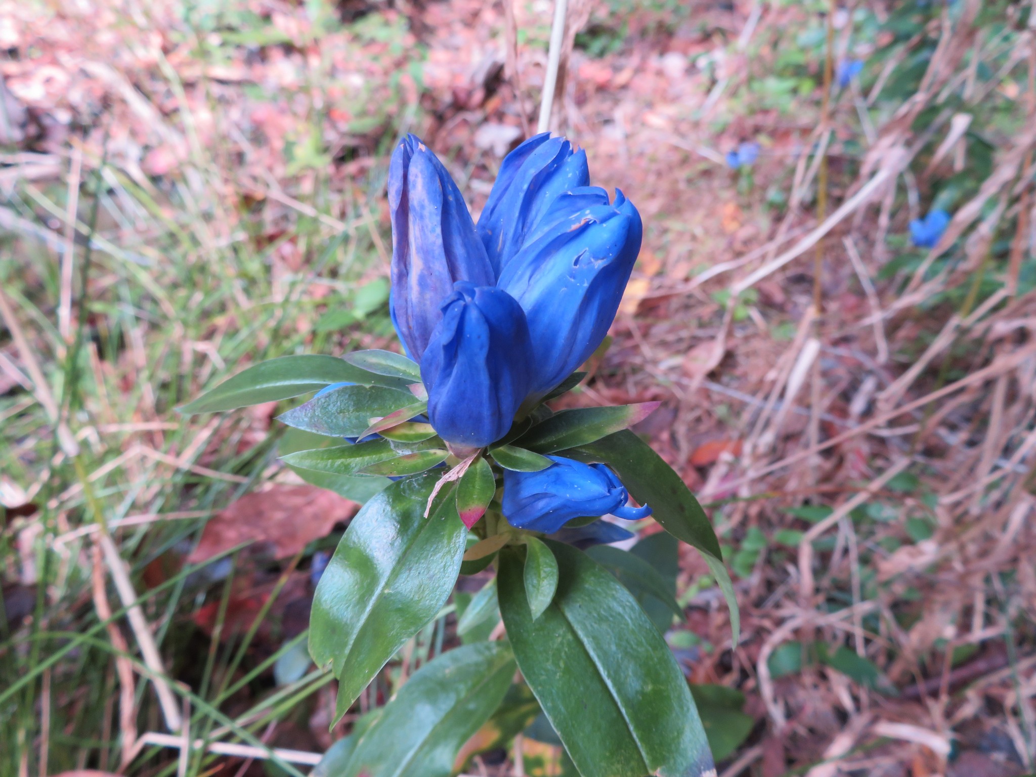 Showy Gentian