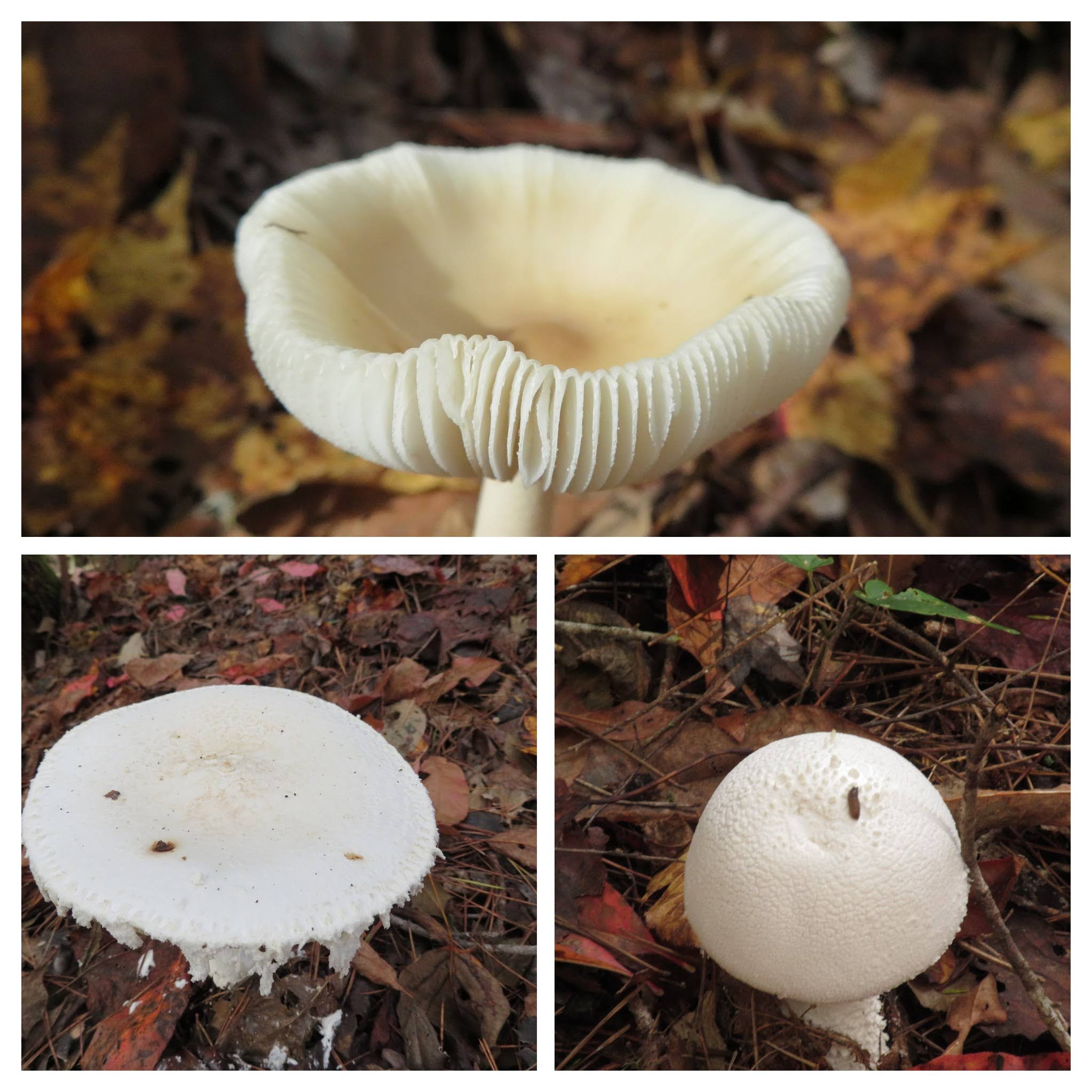 Some of the fungi seen today.