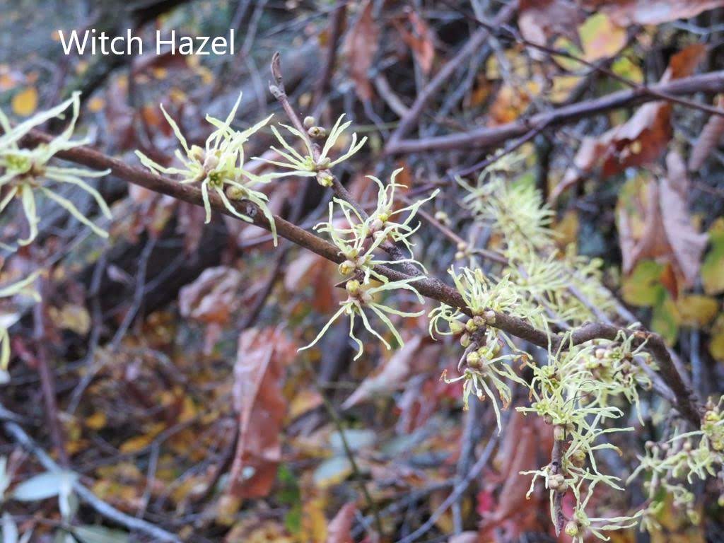 Witch Hazel Shrub in bloom.