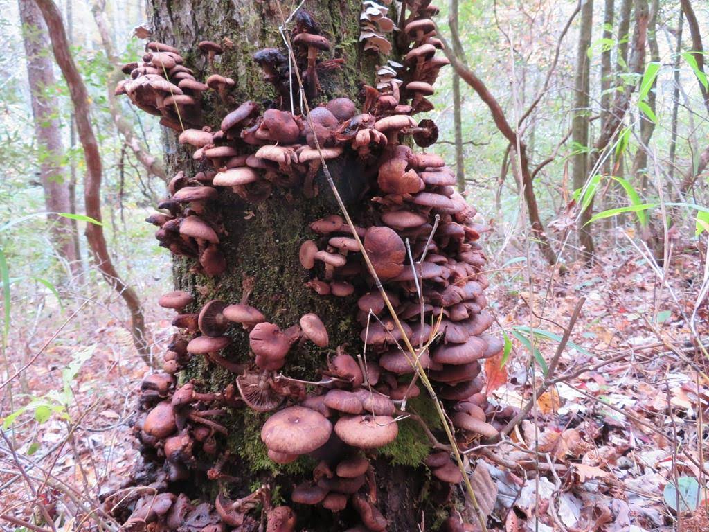 Mushrooms of the week!