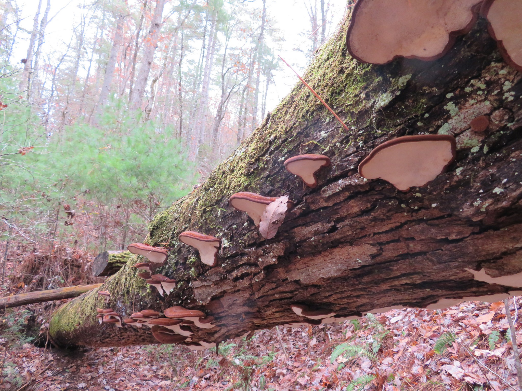 Fungus of the week.