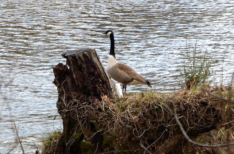 We always see some waterfowl on this hike!