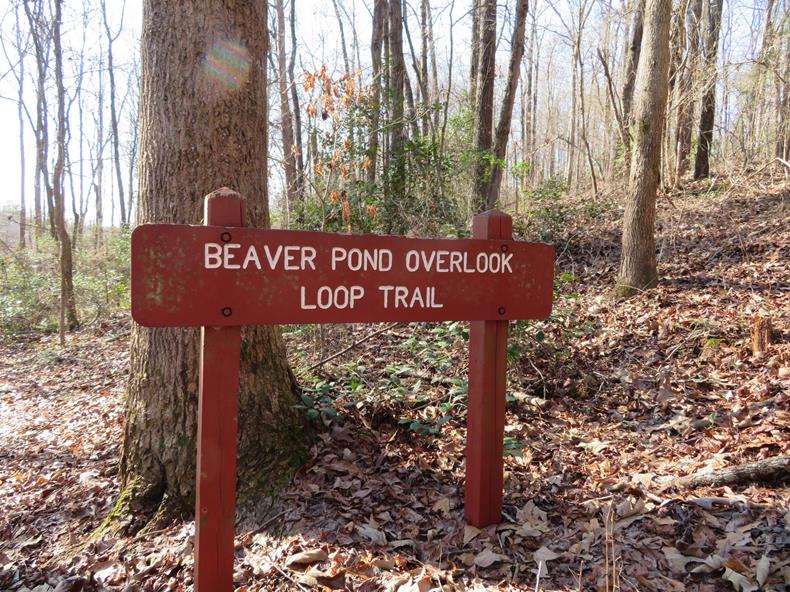 A nice loop in the Beaver Pond section.