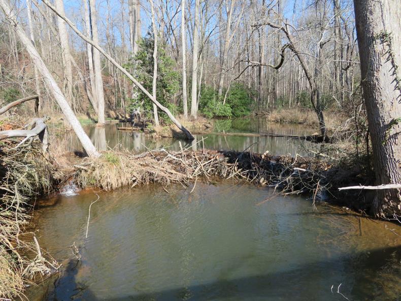 One of several beaver dams.