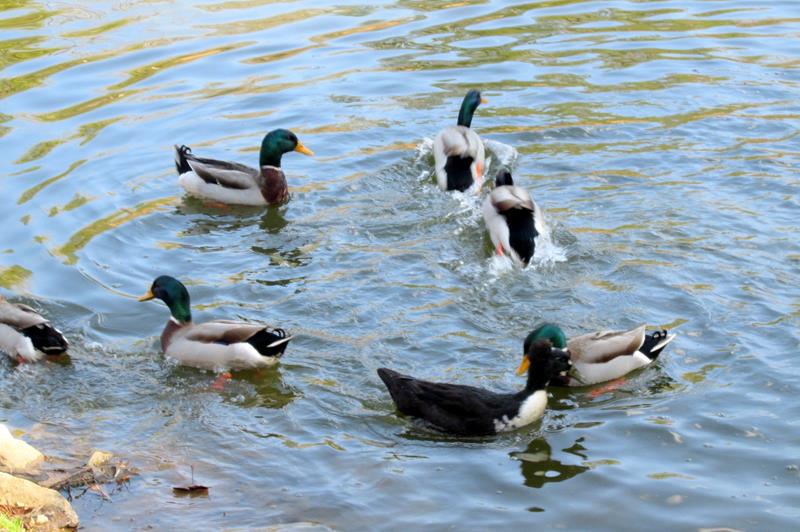 Plenty of Mallard Ducks at the upper fish pond..
