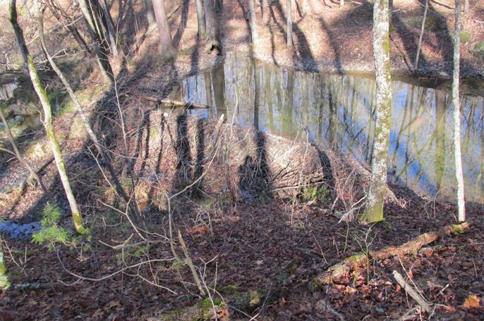 A well-constructed Beaver Dam.