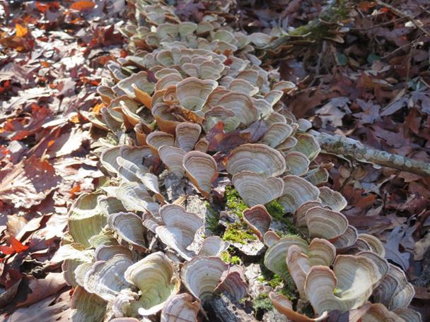Fungus of the Week!.