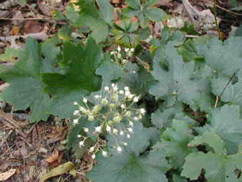 Alum root