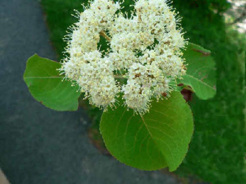 >Black Haw