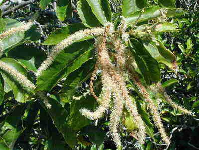 Chinkapin