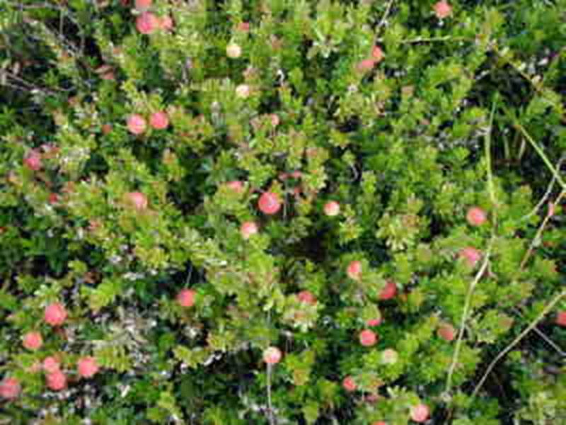 Cranberry